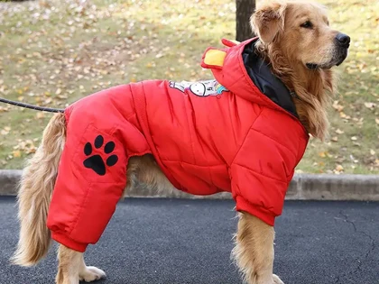 5 selections of dogs that should wear clothes explain the reasons and points to pay attention to